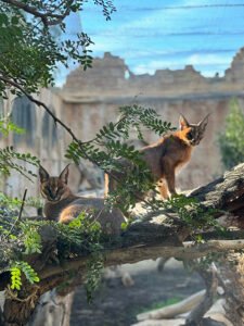 000_baja_oasys Caracal