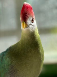 000_baja_oasys Turaco crestirrojo
