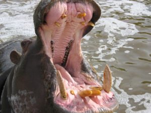 110_baja_oasys Hipopótamo