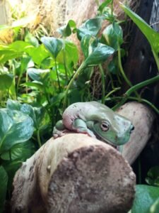 122_baja_oasys Litoria Caerula