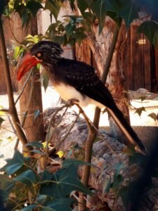 123_baja_oasys Toco coronado