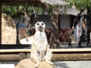 129_baja_oasys Suricato