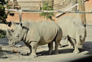 130_baja_oasys Rinocerontes