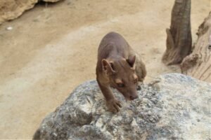 133_baja_oasys Fosa