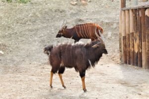 137_baja_oasys Nyala